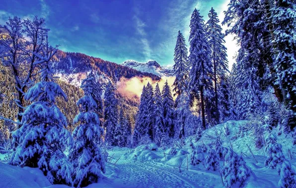 Картинка forest, winter, snow, Mountains