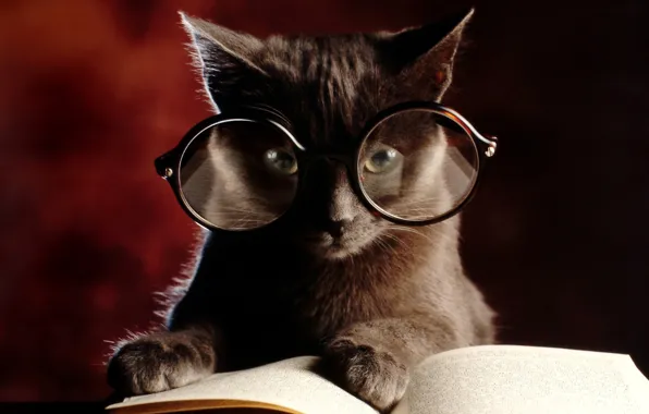 Картинка кошка, котенок, очки, книга