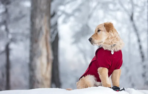 Картинка зима, снег, собака, щенок, Голден ретривер, Золотистый ретривер