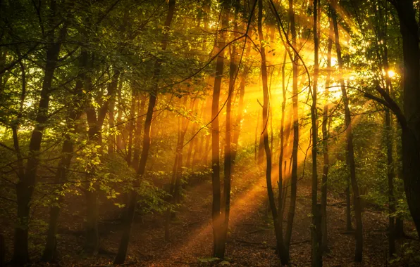 Картинка лес, деревья, лучи солнца