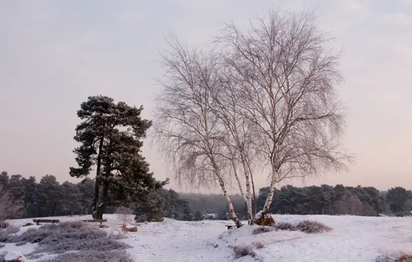 Картинка зима, снег, деревья, пейзаж, природа, береза, лавочки
