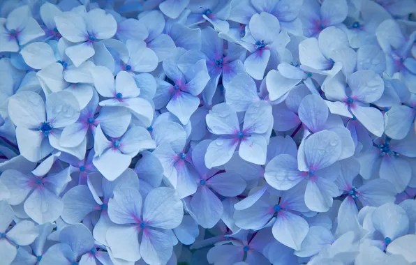 Картинка цветы, капельки, лепестки, голубые, Гортензия
