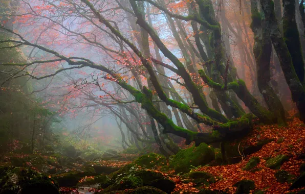 Картинка осень, лес, деревья, природа, листва, дымка