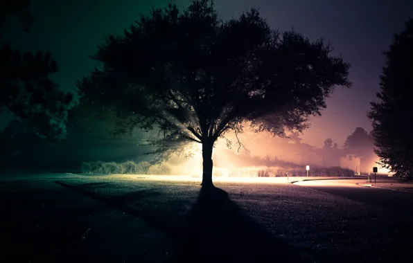 Картинка дорога, свет, ночь, дерево, улица