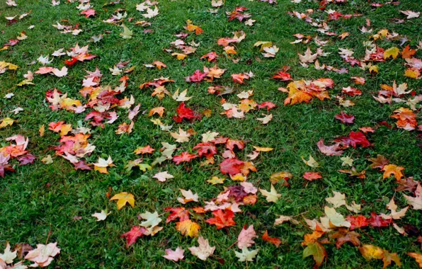 Картинка осень, трава, листва