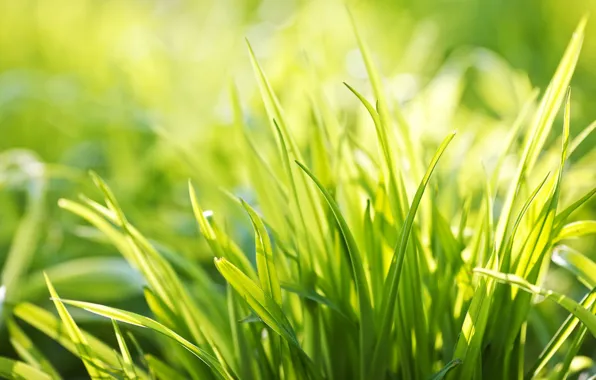 Картинка зелень, лето, трава, свет, радость, свежесть, настроение, тишина, растение, растения, весна, утро, травка, широкоформатные обои, …