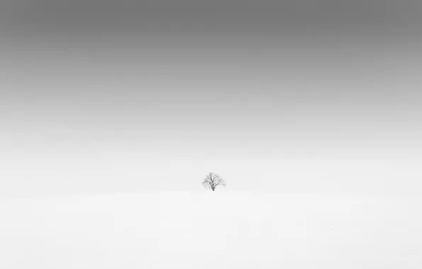 Картинка поле, дерево, минимализм