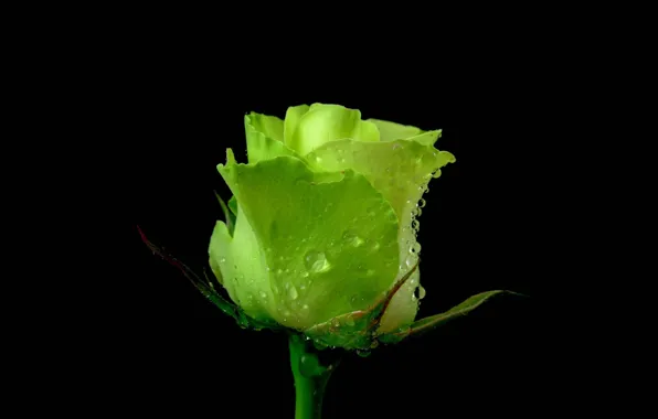 Картинка роза, лепестки, зеленая