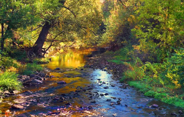 Картинка осень, лес, листья, деревья, пейзаж, ручей, камни, речка