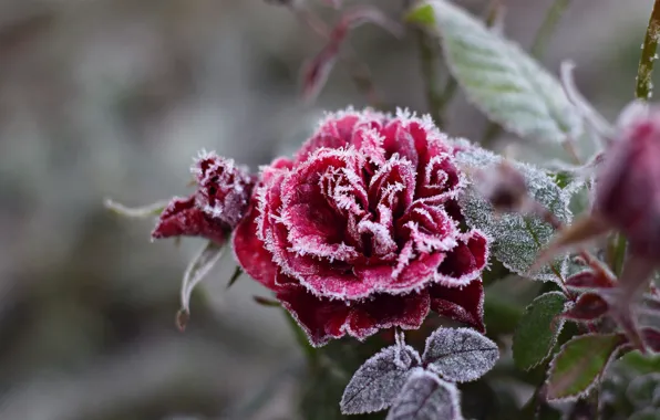 Картинка холод, иней, цветок, снежинки, роза, мороз, кристаллы, красная
