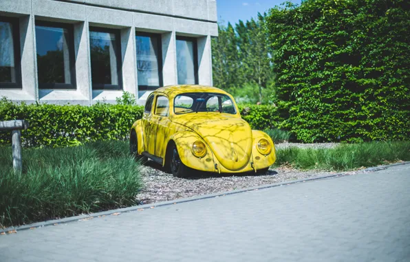 Картинка Volkswagen, Yellow, Beetle