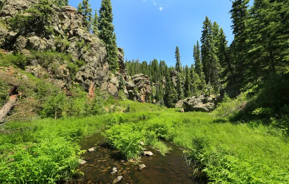 Картинка лес, лето, трава, солнце, деревья, ручей, камни, скалы, США, New Mexico