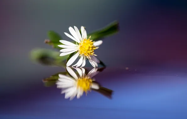 Картинка цветок, отражение, лепестки, ромашка