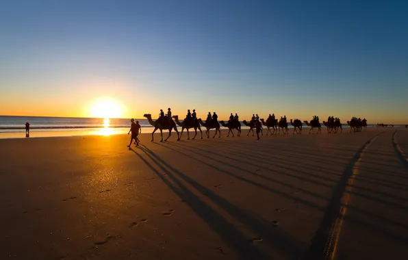 Картинка beach, scenic, travel, Camels