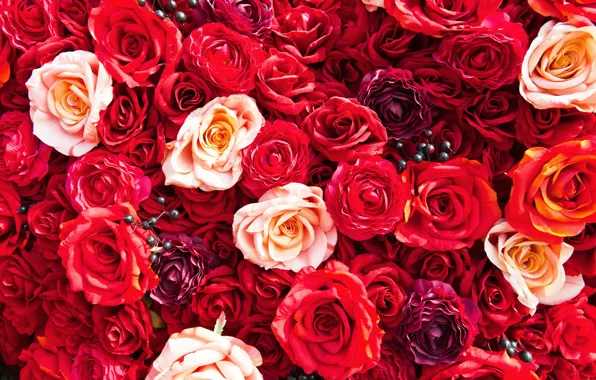 Картинка цветы, яркие, розы, colorful, красные, flowers, roses
