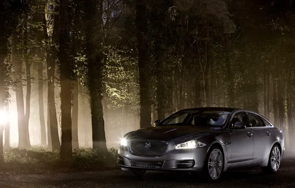 Картинка лес, машины, серый, Jaguar