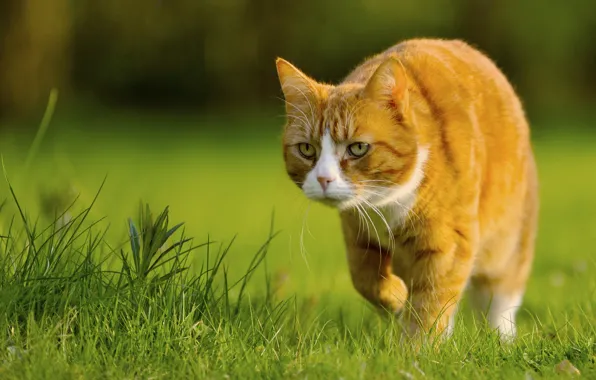 Картинка трава, кот, рыжий, Muffi