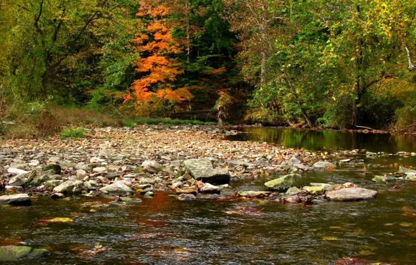 Картинка осень, лес, деревья, река, forest, Nature, river, trees, autumn, fall