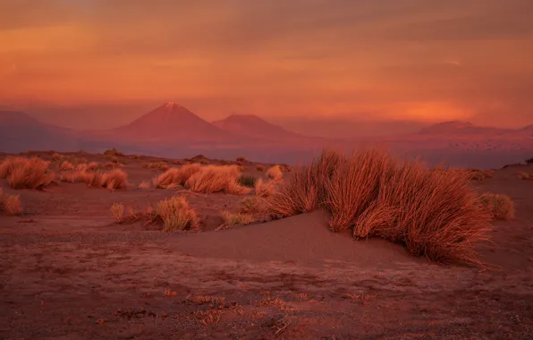 Картинка песок, трава, горы, пустыня, Марс, кусты