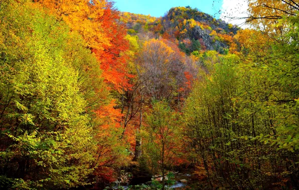Картинка осень, лес, деревья, горы, Природа, colors, forest, trees, nature, autumn, mountain, fall, lanscape