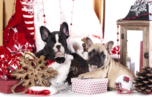 Картинка собаки, украшения, щенки, подарки, французский бульдог