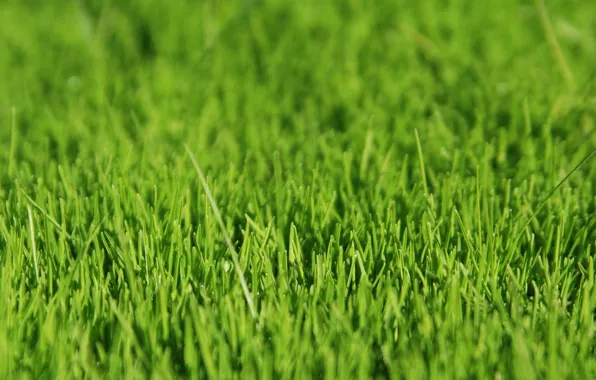 Картинка трава, зелёный, grass