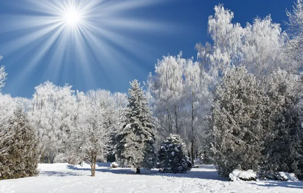 Картинка зима, лес, небо, солнце, лучи, природа, фото