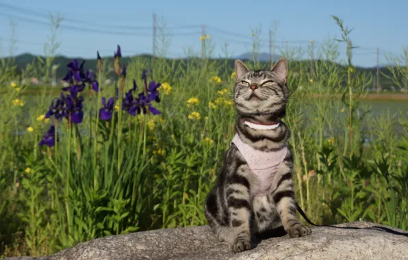 Картинка кошка, лето, мордочка