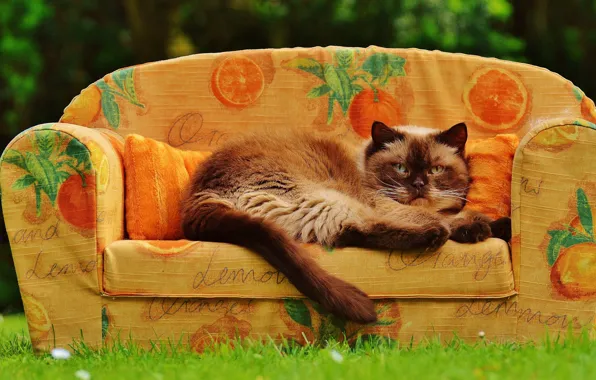 Картинка зелень, кошка, лето, трава, кот, поза, тепло, диван, поляна, апельсины, сад, мордочка, ткань, лежит, диванчик, …