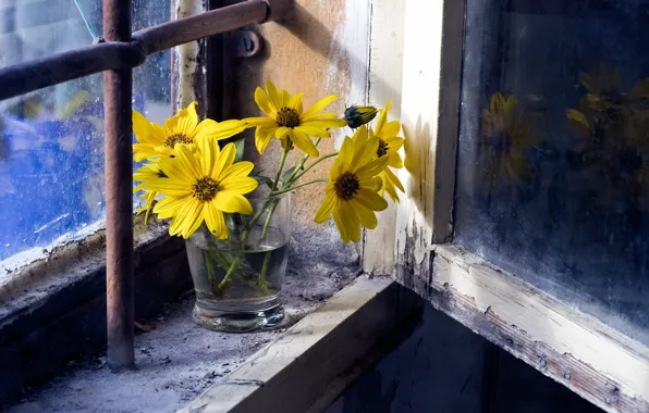 Картинка цветы, фон, окно