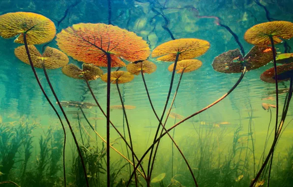 Картинка вода, водоросли, растения, глубина, подводный мир