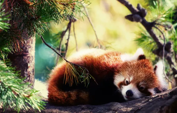 Картинка спит, красная панда, Firefox