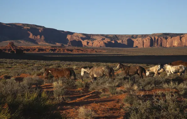 Картинка пустыня, лошади, фотограф, каньон, пони, аризона, северная америка, usa, arizona, навахо, индейцев, jeff mitton, north …