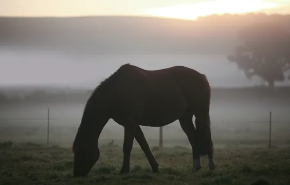 Картинка поле, животные, трава, туман, пейзажи, кони, утро, лошади, пастбище