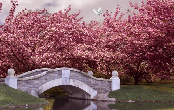 Картинка деревья, мост, парк, река, весна, сад, цветение, pink, blossom, park, spring