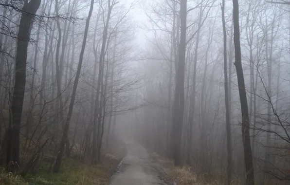 Картинка осень, лес, туман, дорожка, forest, Autumn, fog, path, fall