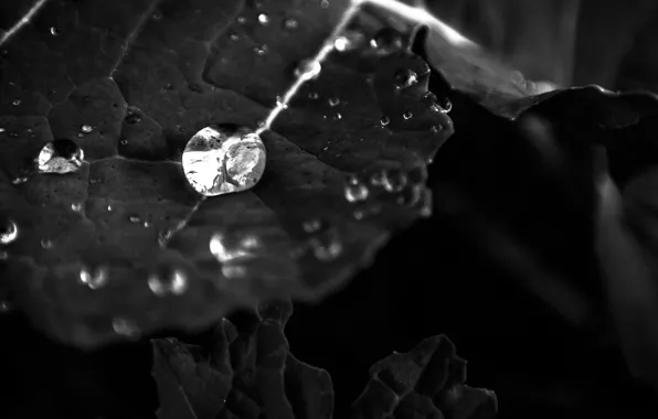 Картинка Water, Macro, Reflection, Leaf, Black and white, Droplet