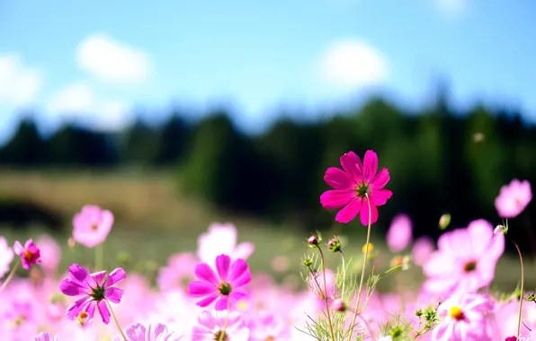 Картинка лето, макро, цветы, природа, розовые, полевые, космея