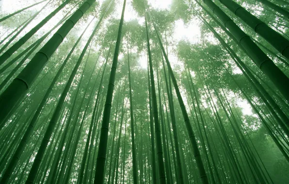 Картинка небо, деревья, зеленый, листва, бамбук