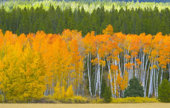 Картинка осень, лес, листья, деревья, США, осина, Аспен