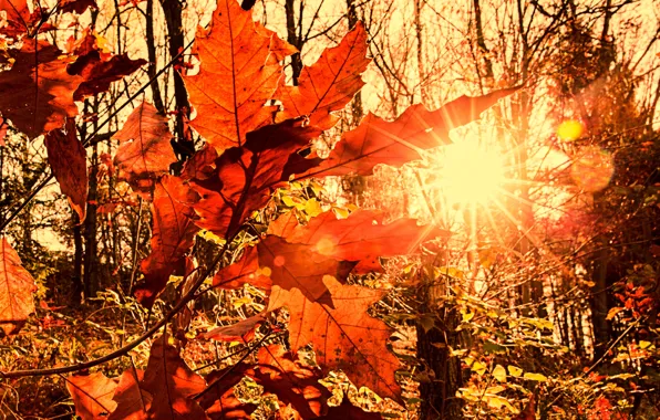 Картинка осень, солнце, лучи, свет, листва, размытость