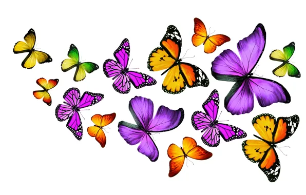 Картинка бабочки, colorful, разноцветные, butterflies
