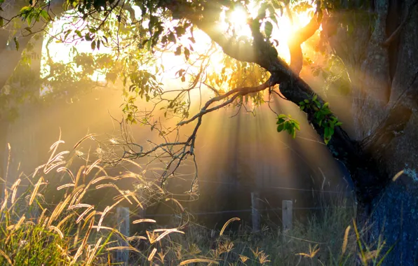 Картинка солнце, деревья, утро, ограда