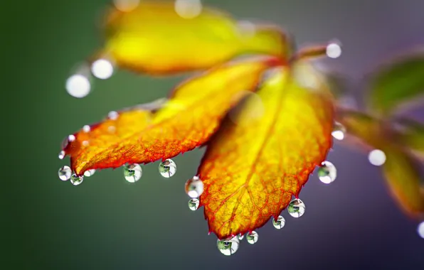 Картинка осень, листья, капли, природа, дождь, rain, nature, autumn, leaves, drops