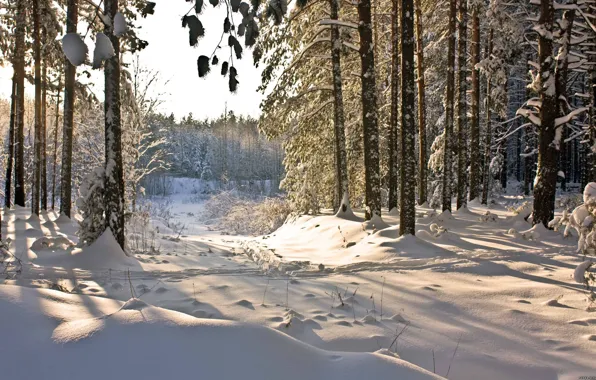 Картинка зима, лес, снег, природа, winter