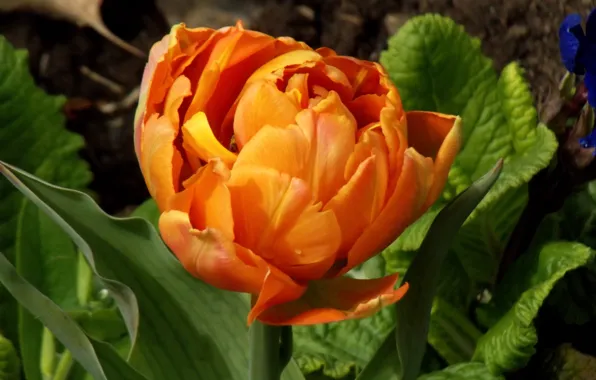 Картинка оранжевый, тюльпан, Весна, Spring, orange, Боке, Tulips, Bokeh