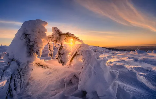 Картинка зима, снег, деревья, закат, природа