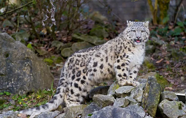 Картинка язык, кошка, камни, котенок, ирбис, снежный барс, ©Tambako The Jaguar