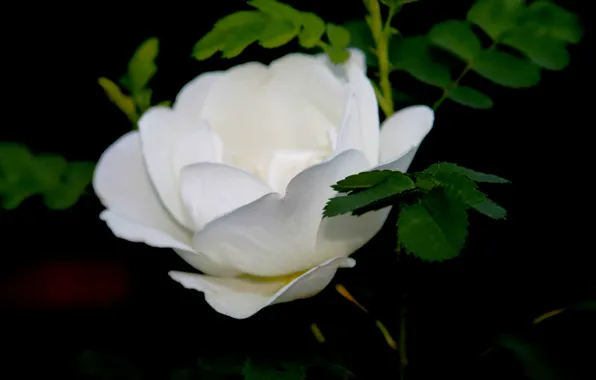 Картинка макро, белый шиповник, роза дикая