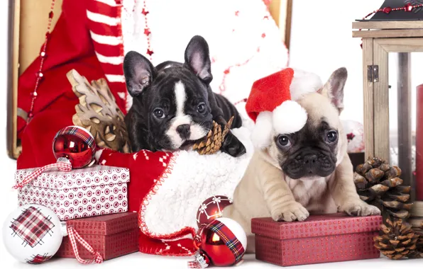 Картинка собаки, шарики, игрушки, щенки, подарки, шишки, снежинка, колпак, коробки, французский бульдог